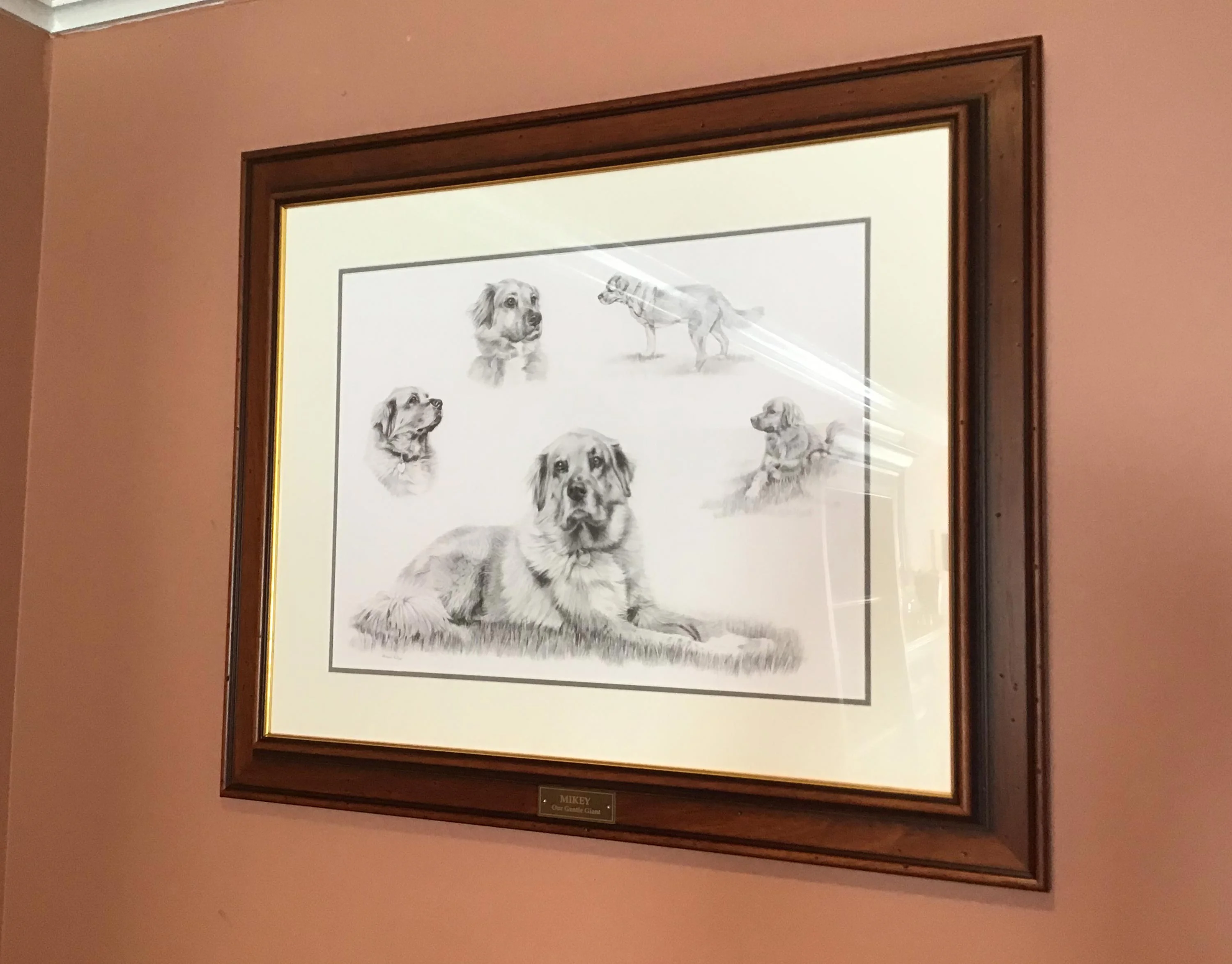 Pencil Pet Portrait