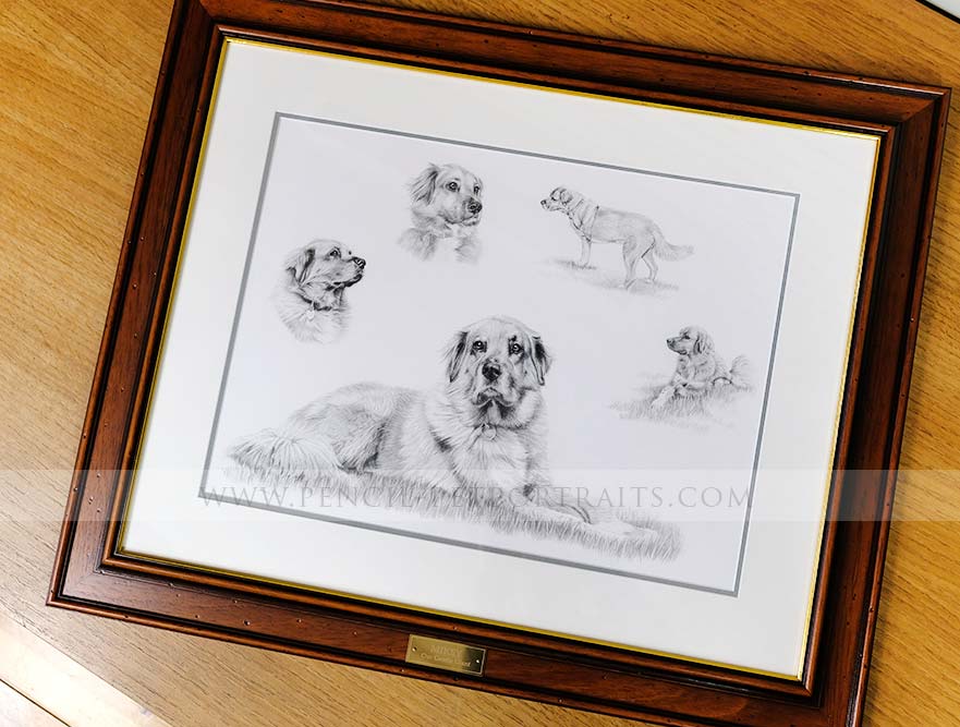 Pencil Pet Portrait