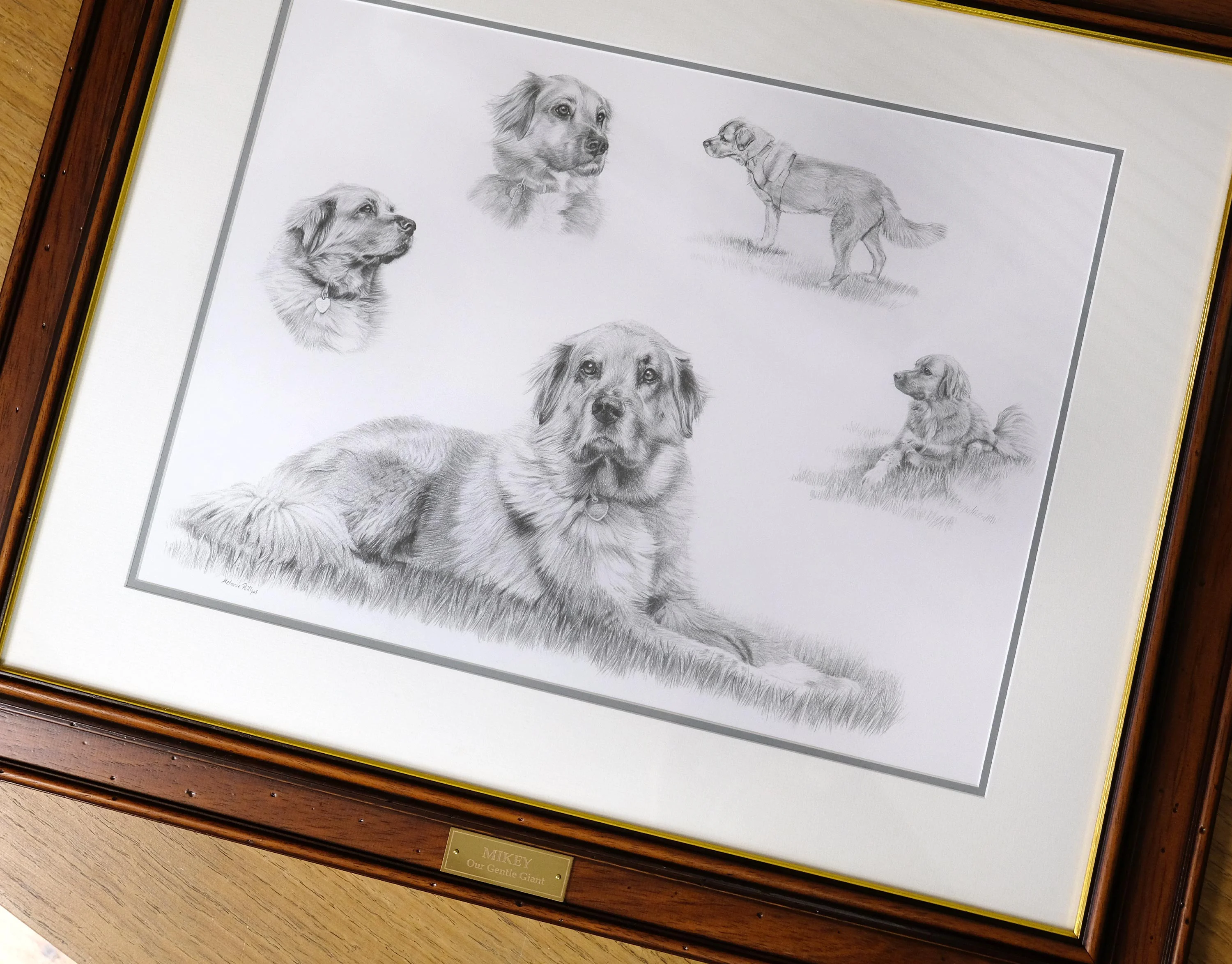 Pencil Pet Portrait