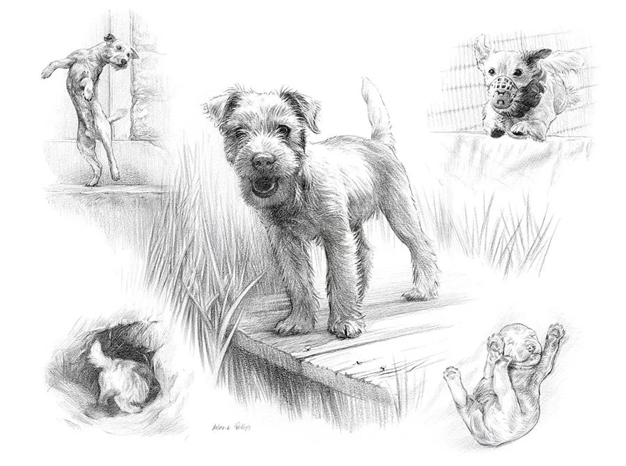 Pencil Montage Pet Portraits
