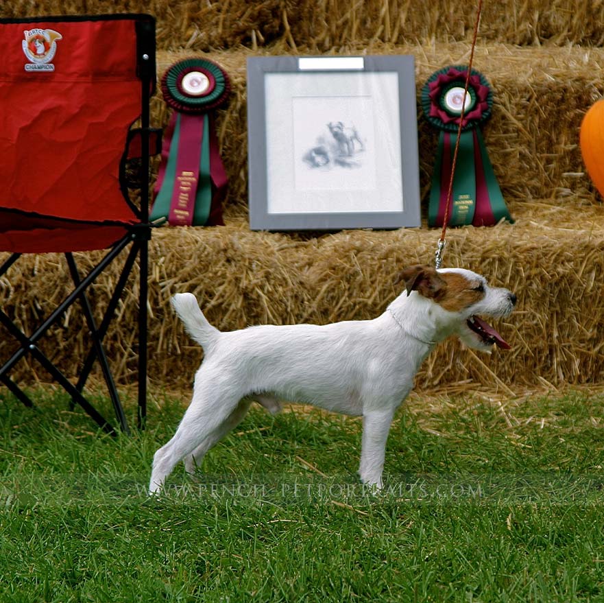 Jack Russell Pet Portraits Trophy