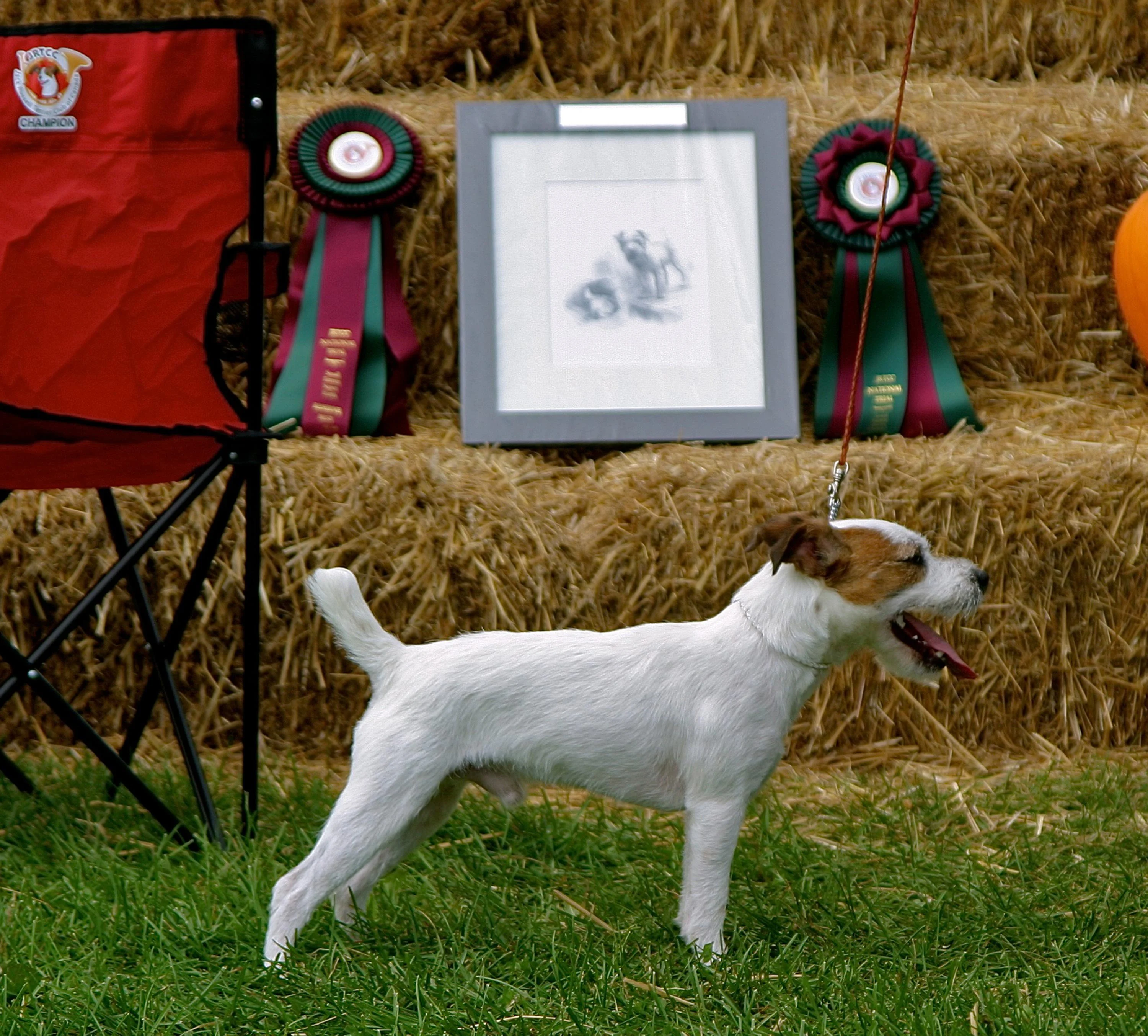 Jack Russell Pet Portraits Trophy