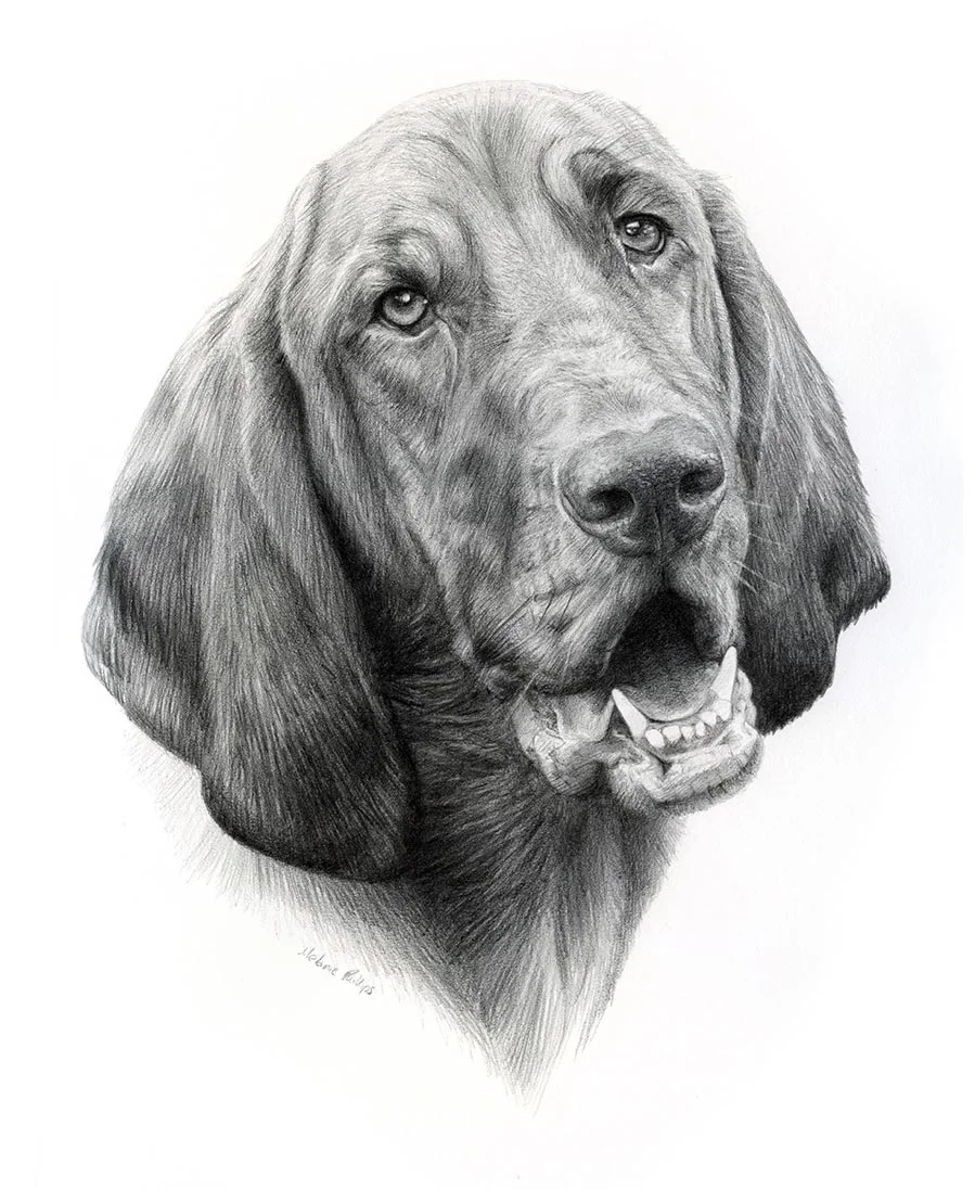 Dog Pet Portraits