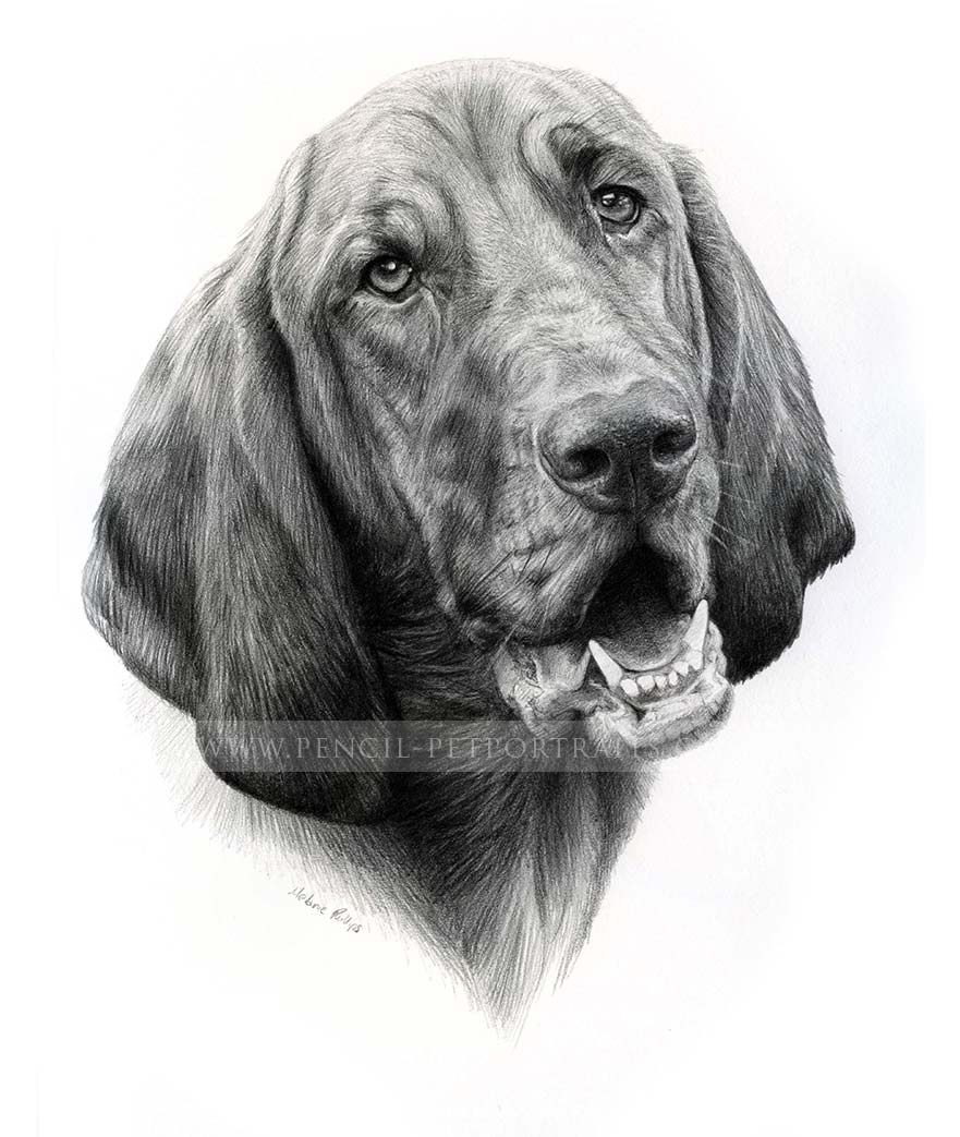 Pencil Pet Portraits