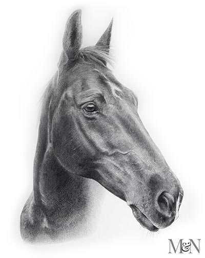 Pencil Horse portraits