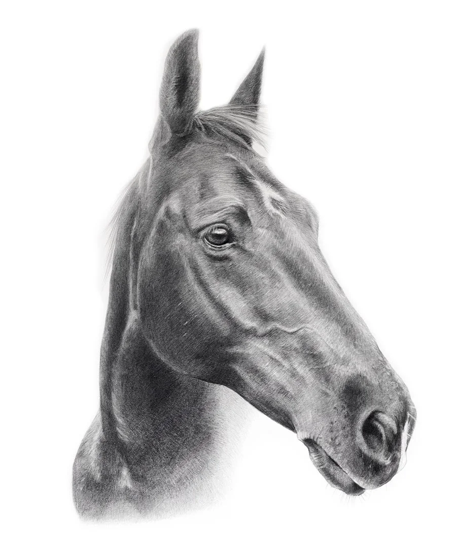Horse Pet Portraits