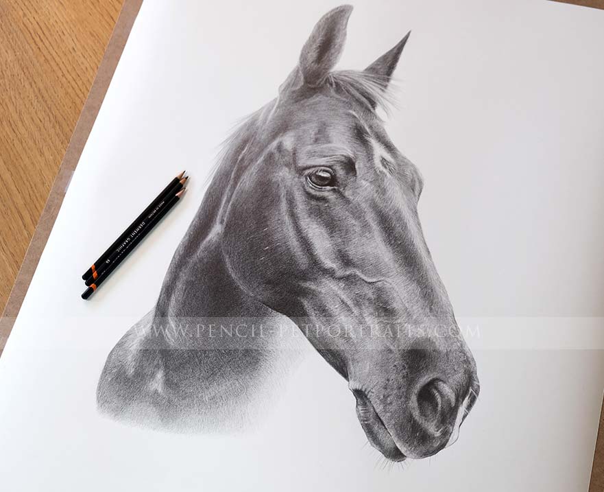 Pencil Horse Portrait