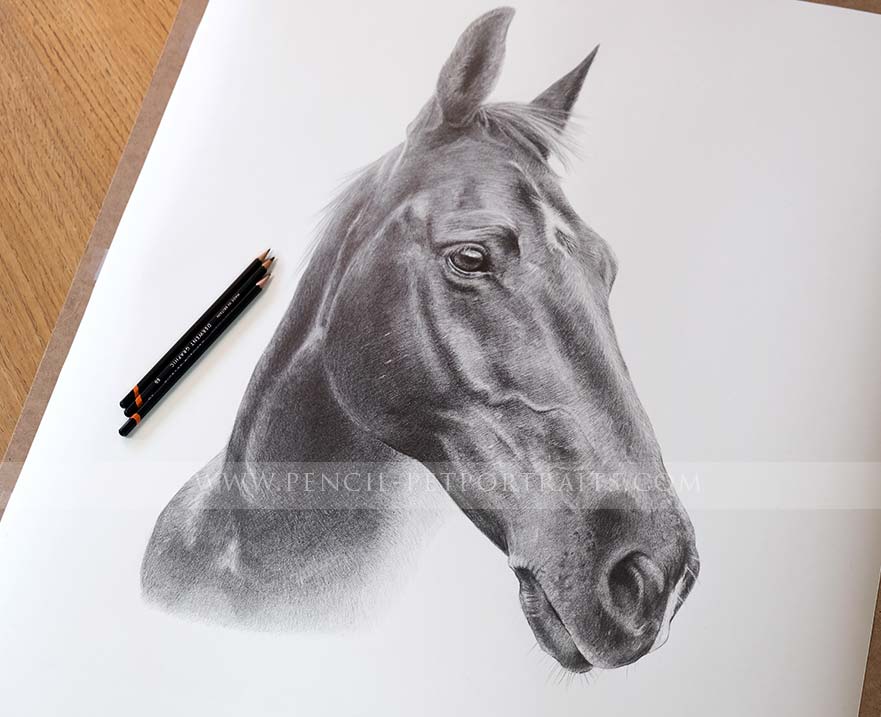 Pencil Horse Portrait