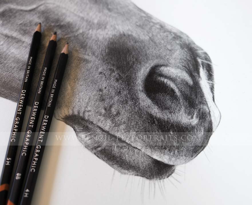 Pencil Horse Portrait