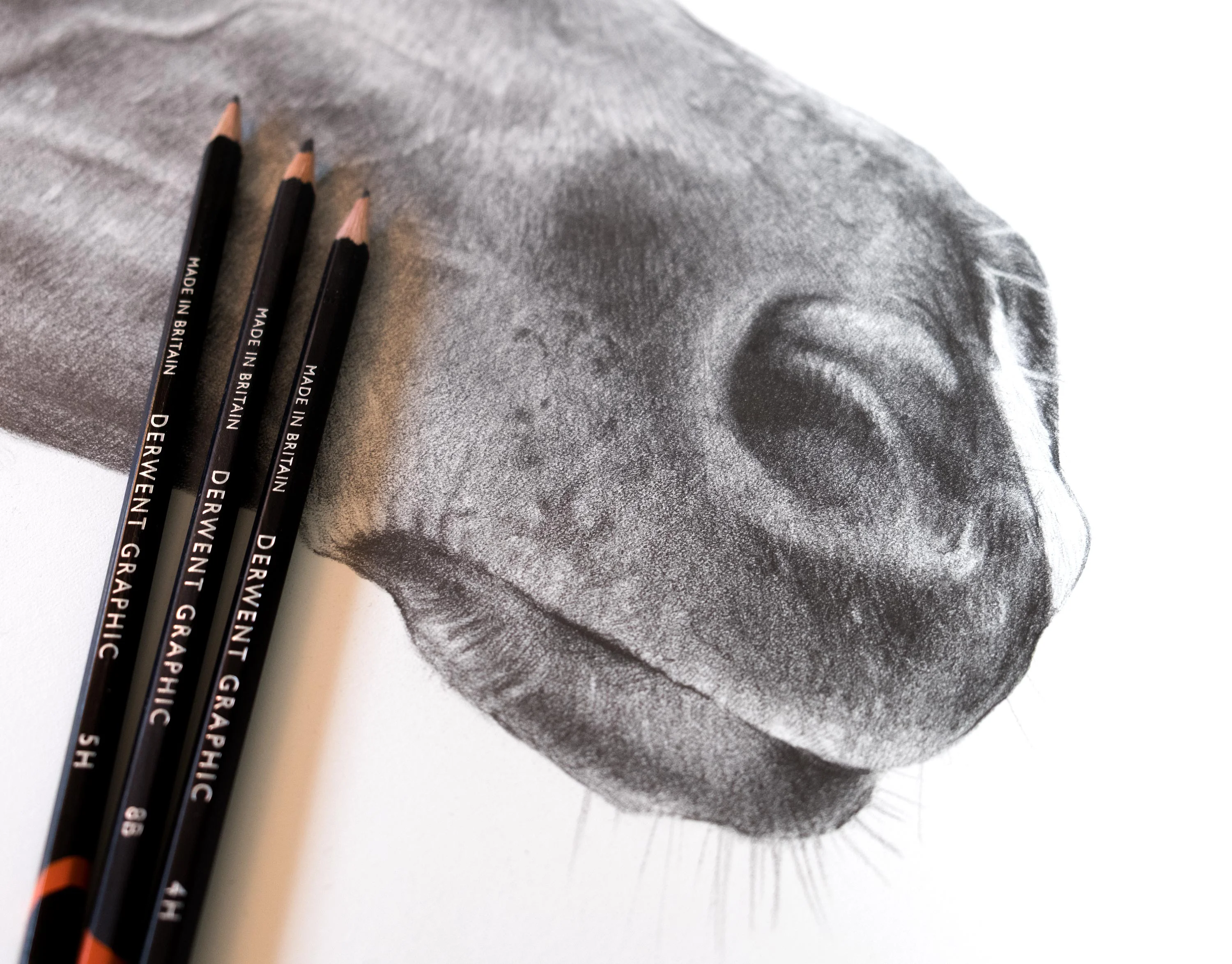 Pencil Horse Portrait