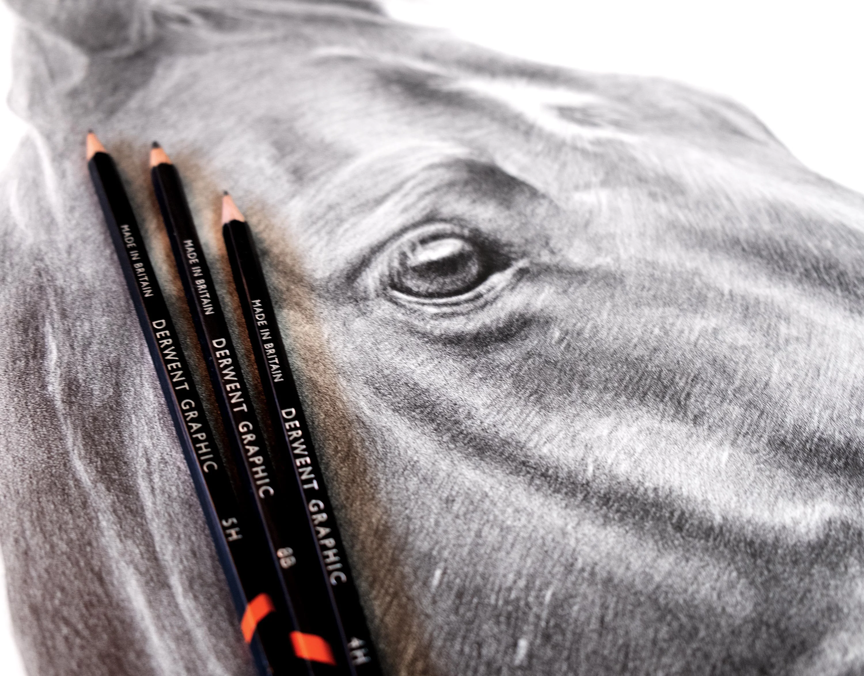 Pencil Horse Portrait