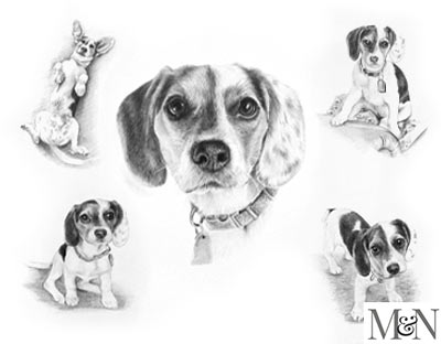 pencil pet portraits