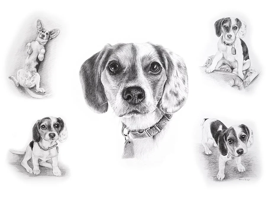 Beagle Pencil Pet Portraits