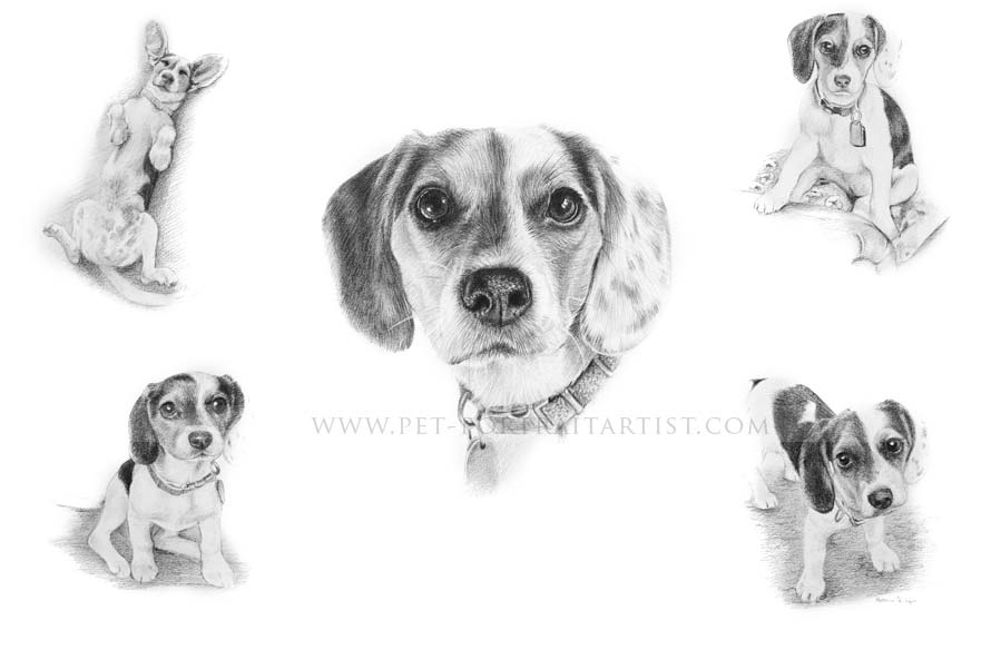 Pencil Pet Portraits