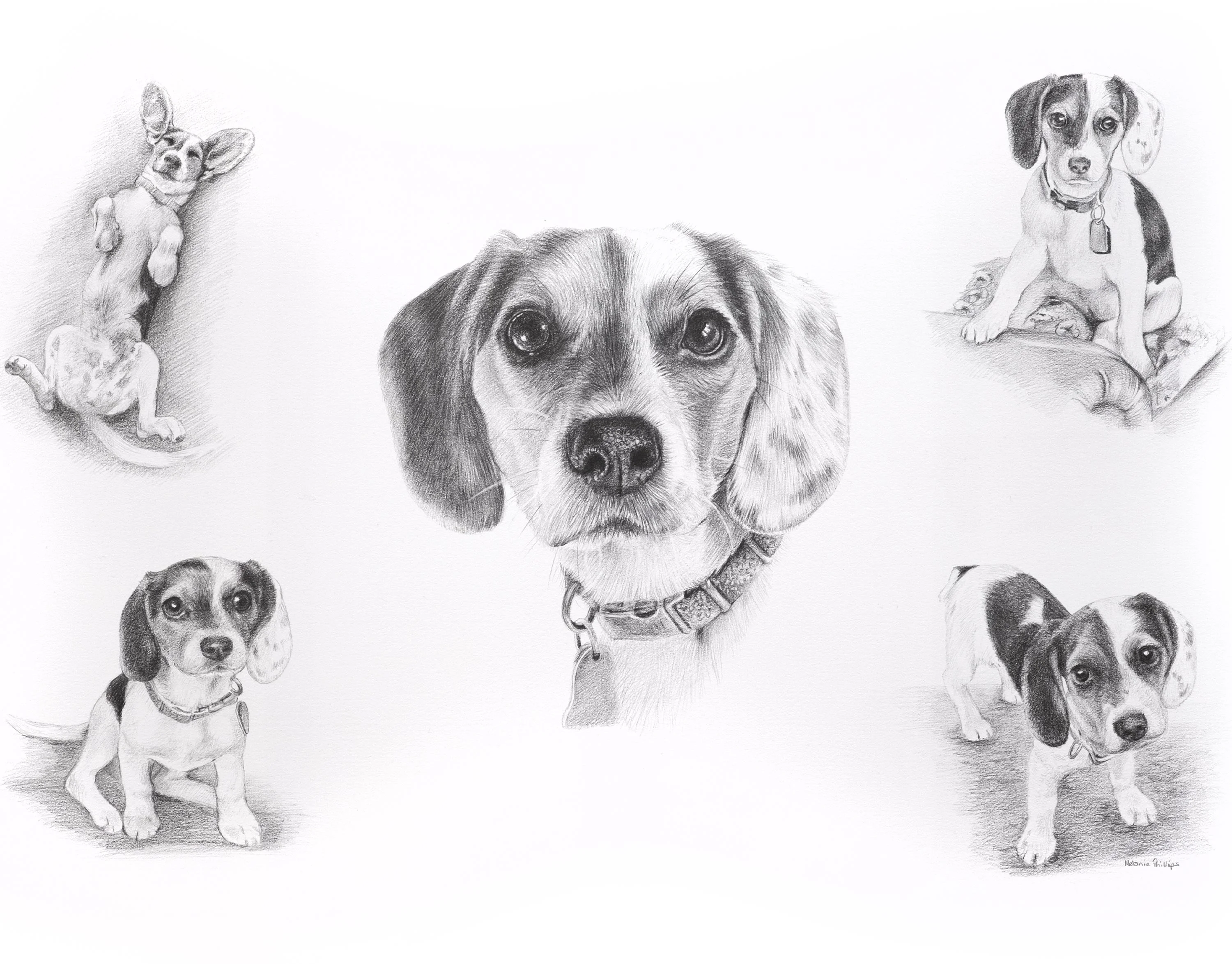 Pencil Pet Portraits