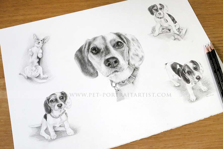 Pencil Pet Portraits