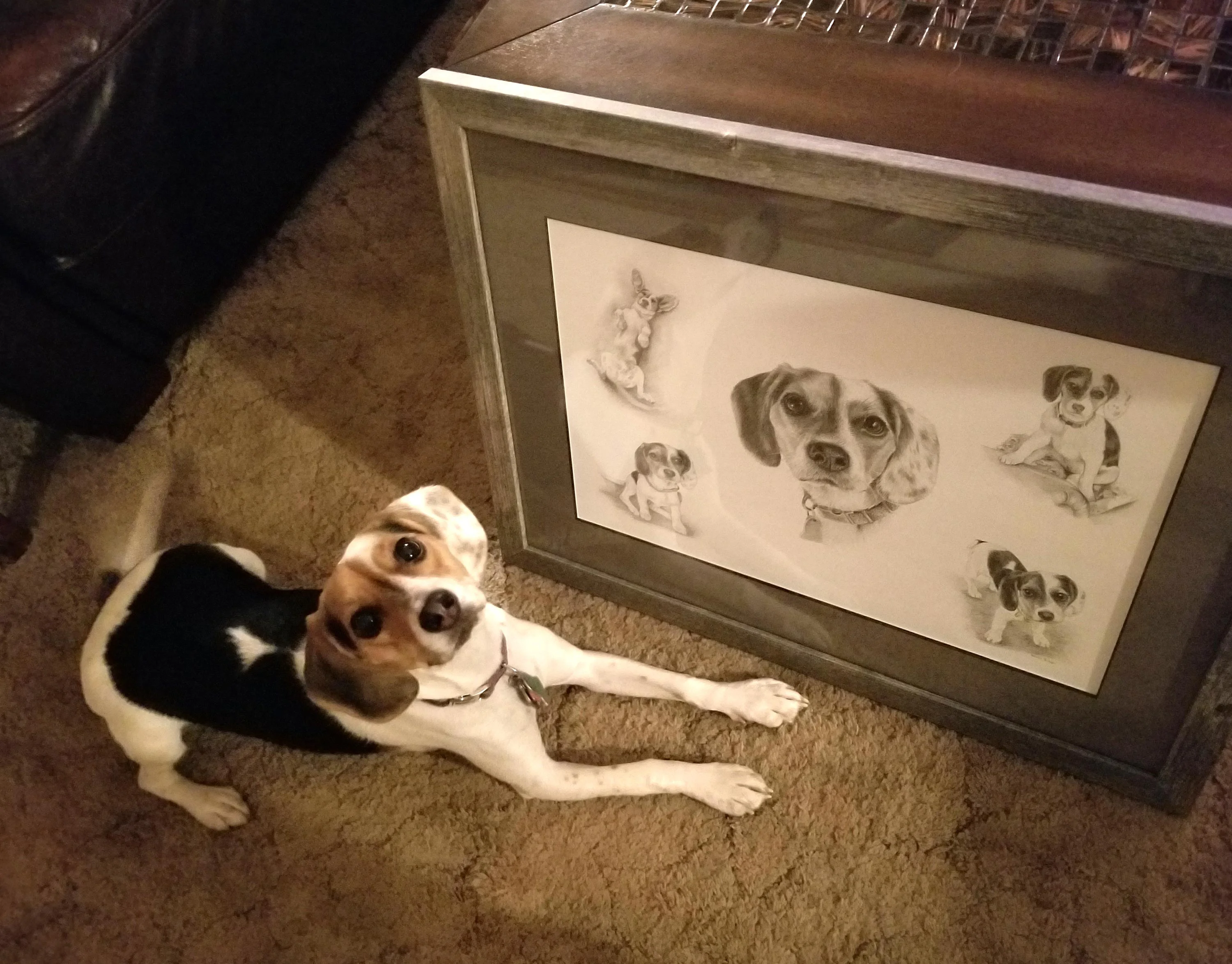 Pencil Pet Portraits