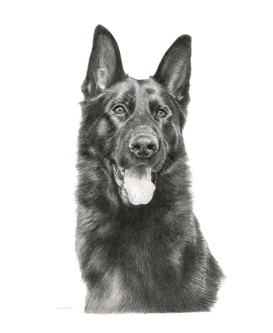Dog Portrait