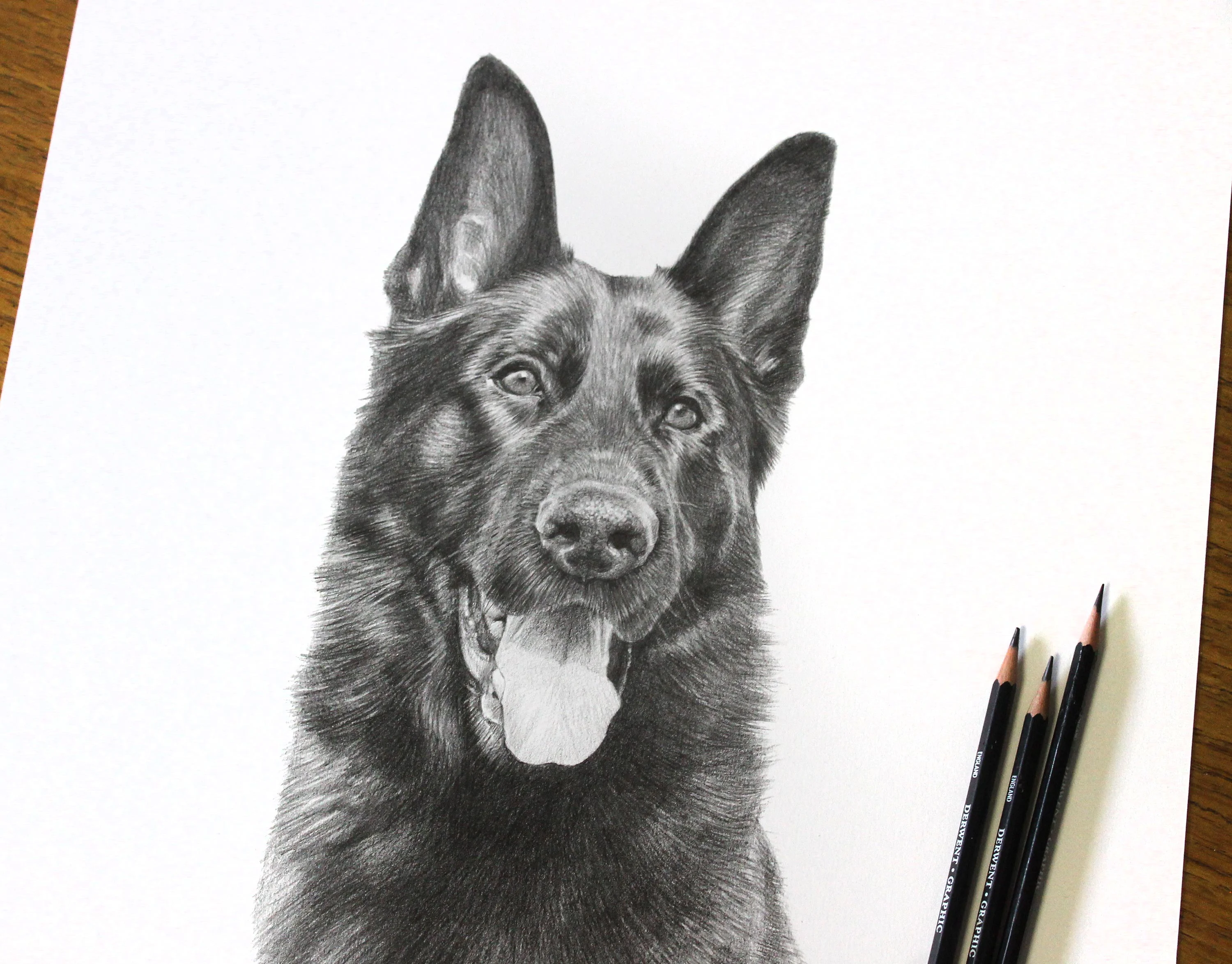 Dog Pet Portraits