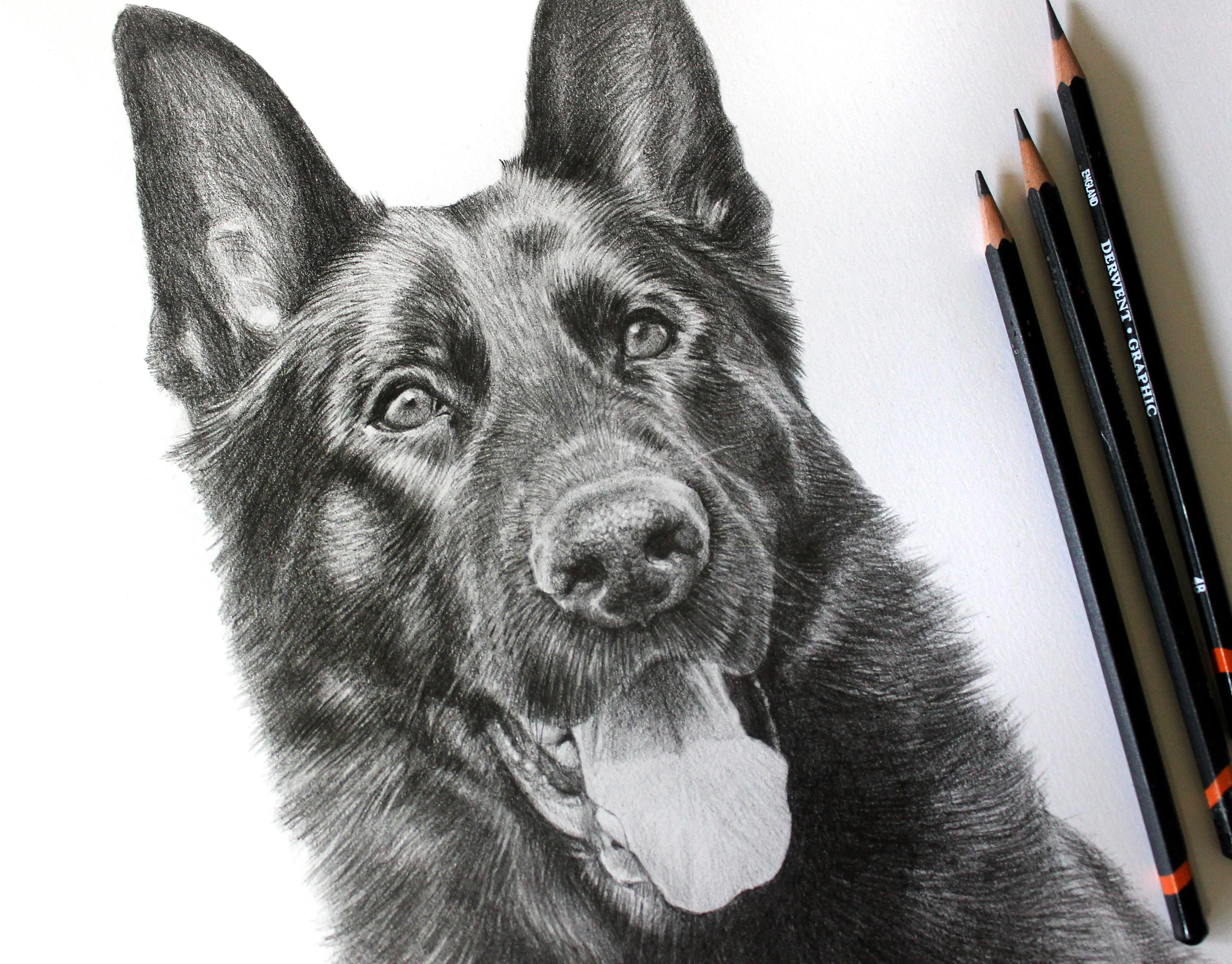 Dog Pet Portraits