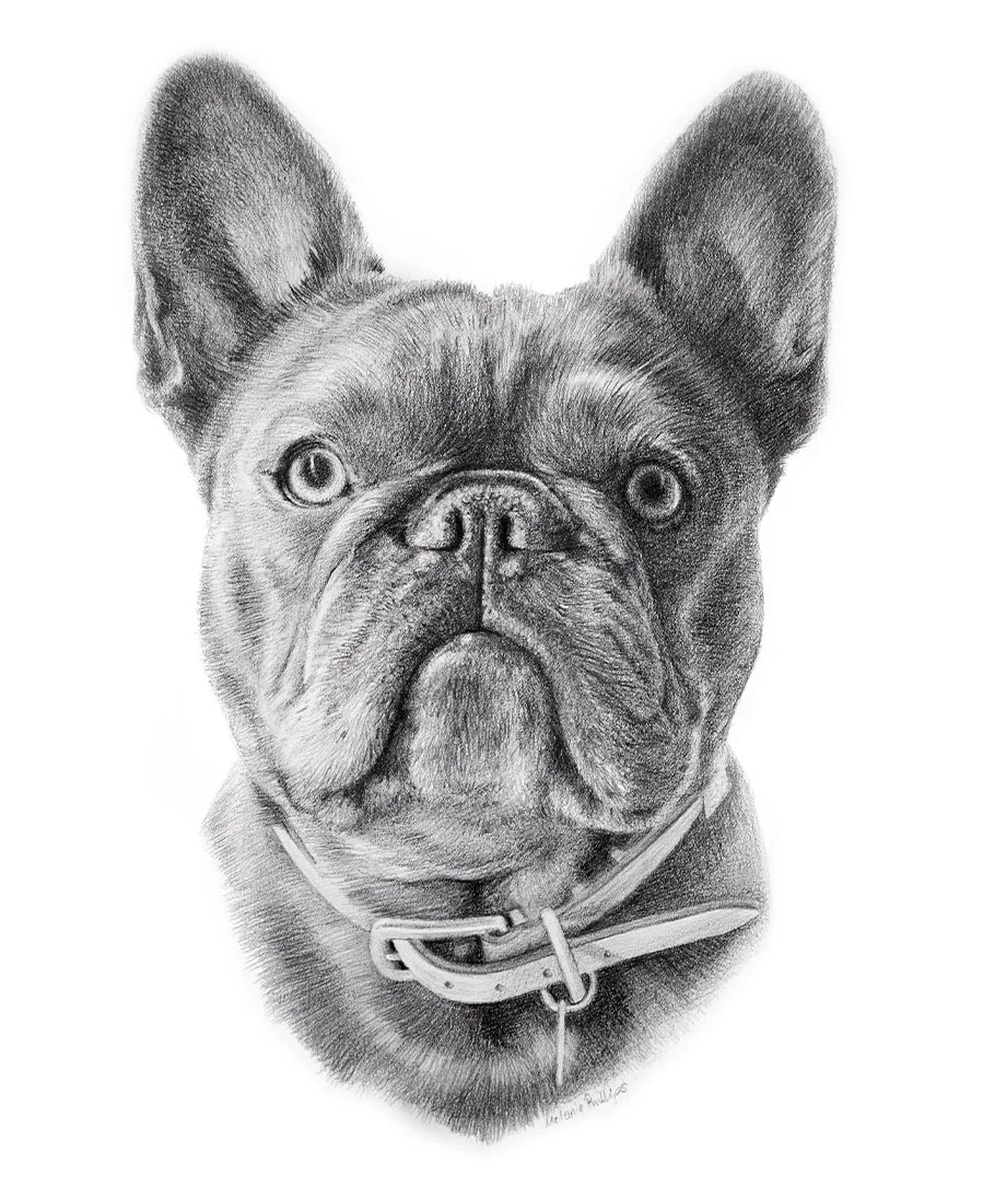Pencil drawing of a dog called Memphis