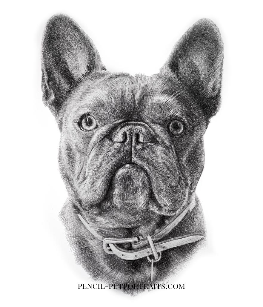Pencil Pet Portraits