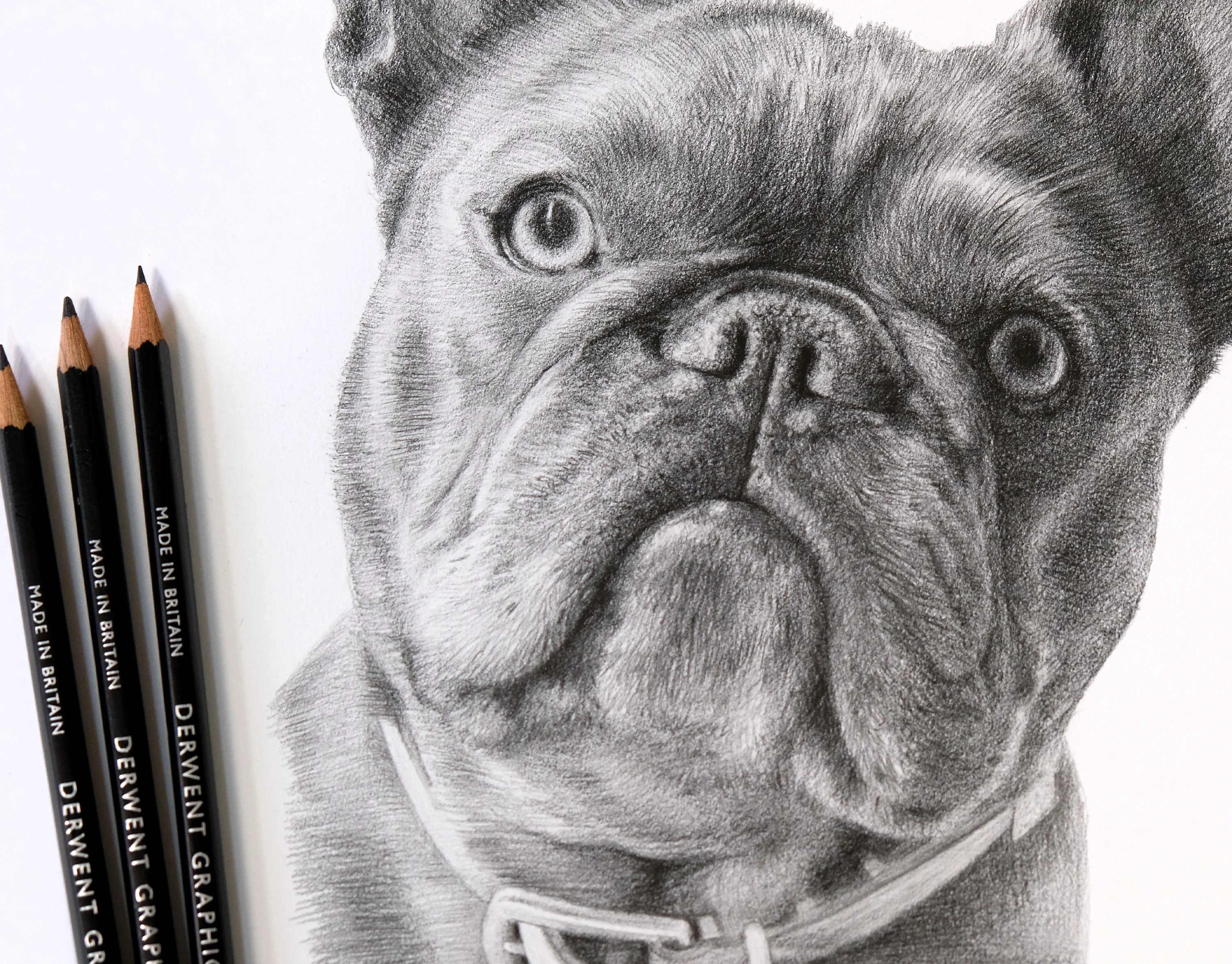 Pet Portraits 