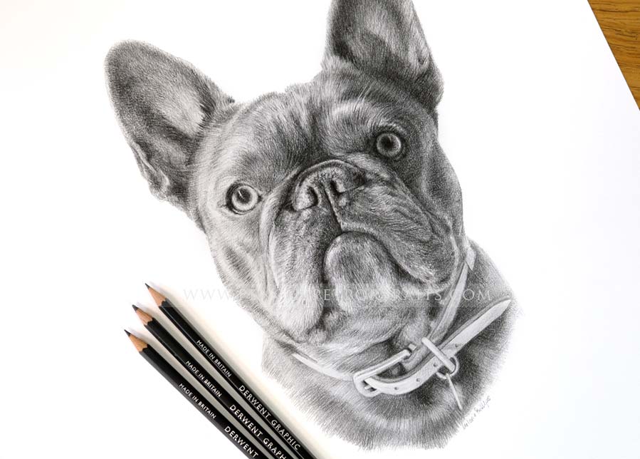 Pet Portraits 