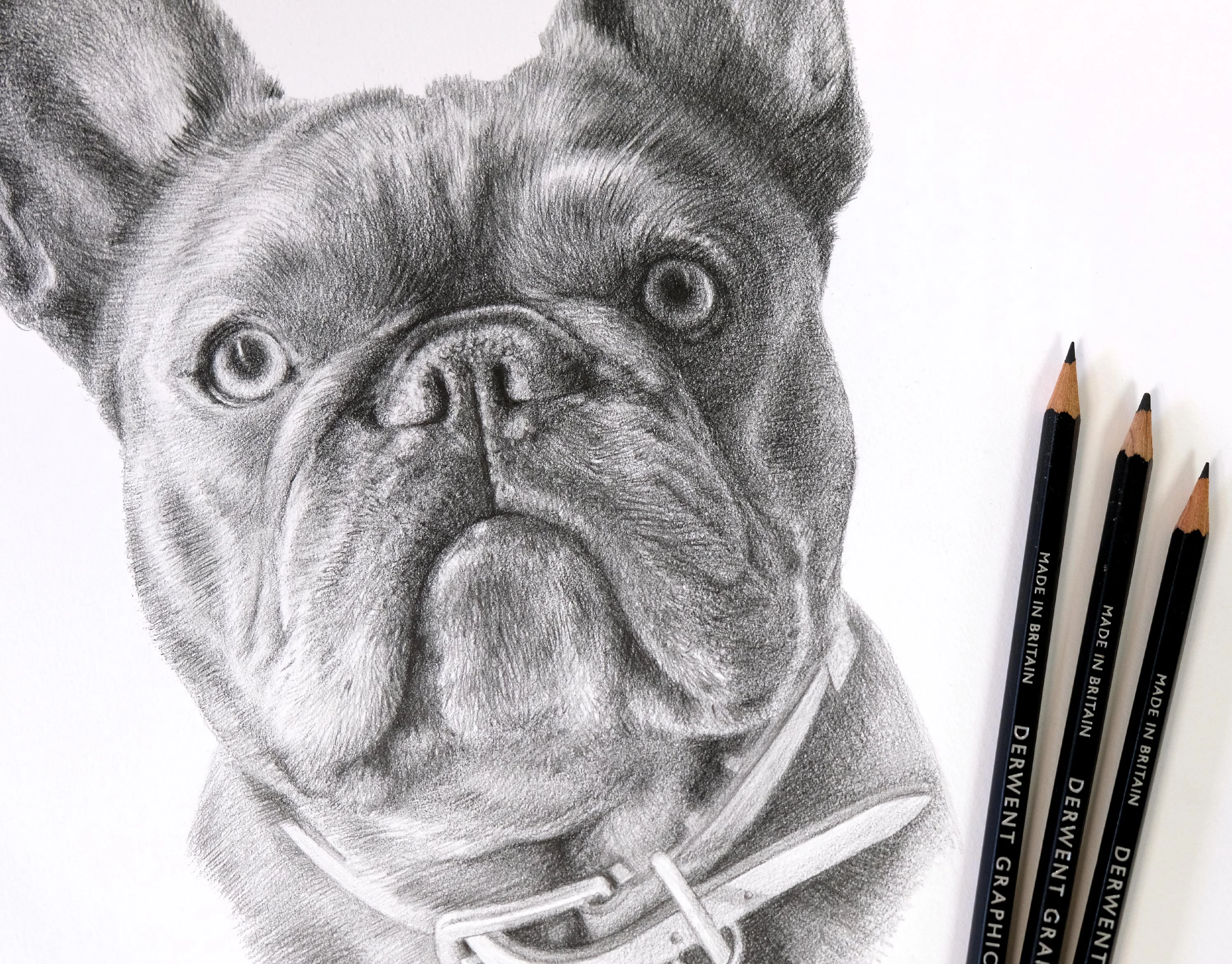 Pet Portraits 