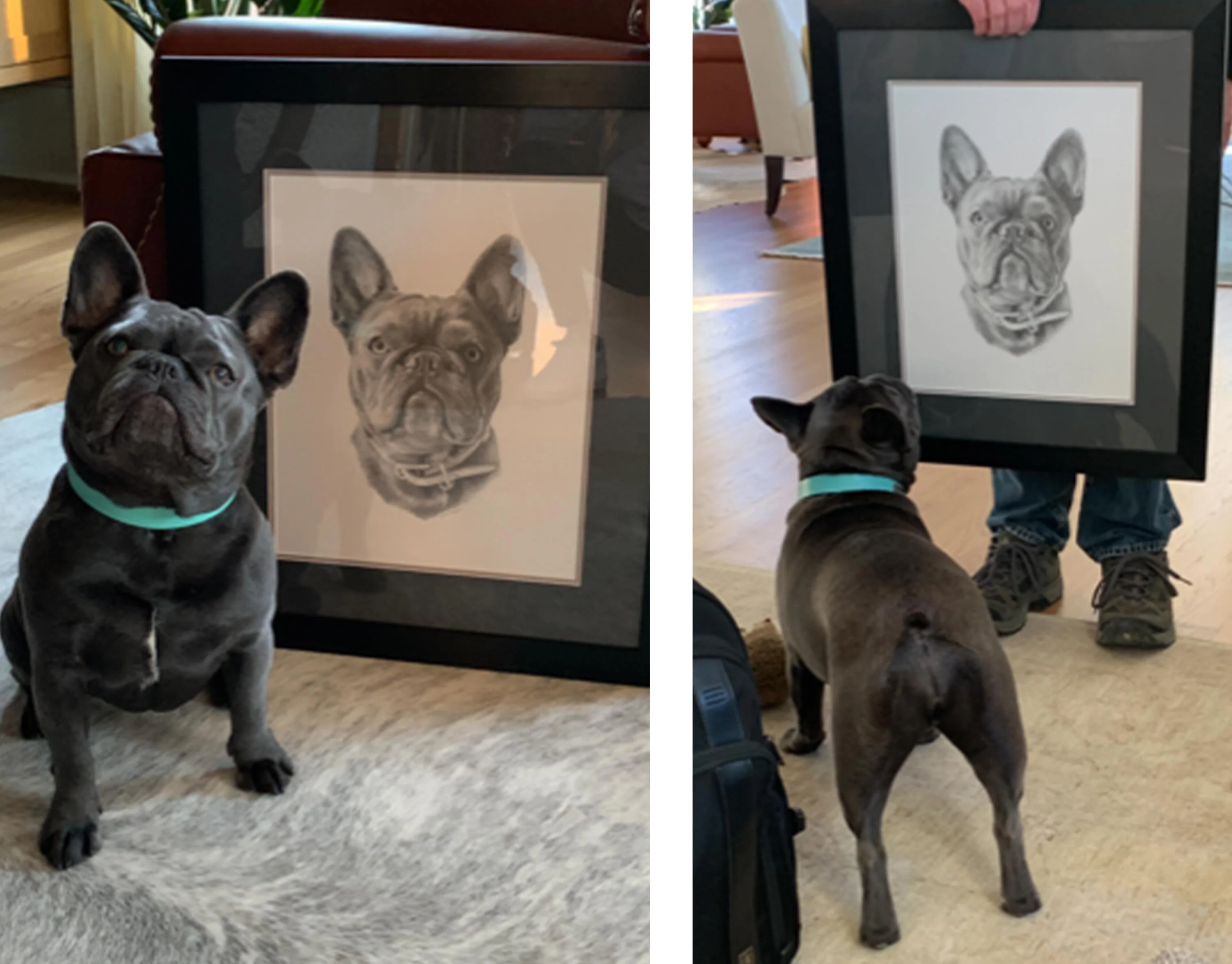 Pet Portraits 