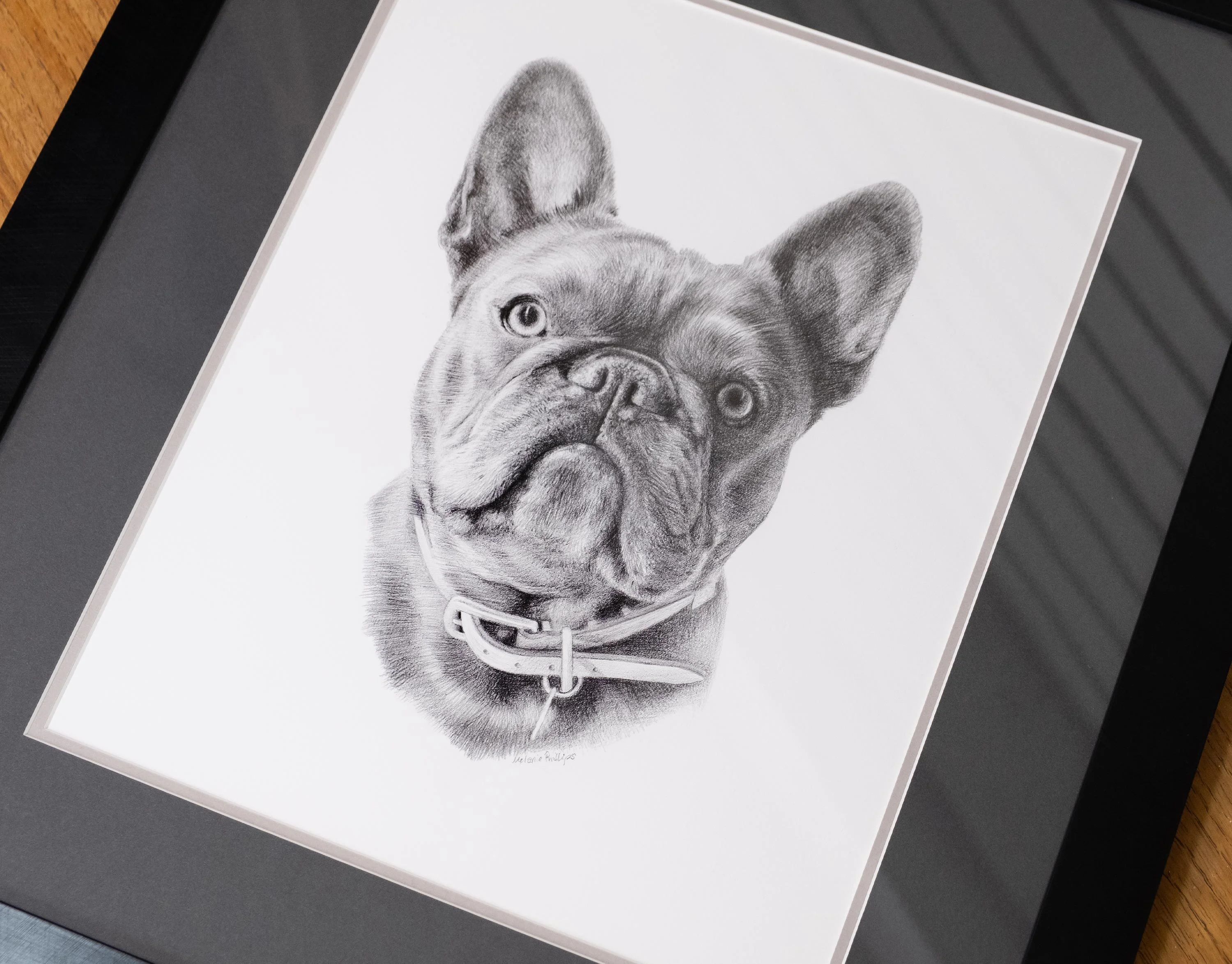 Pet Portraits 