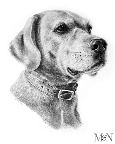 unique animal pencil drawings