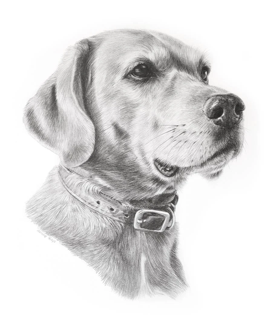 Dog Pet Portrait