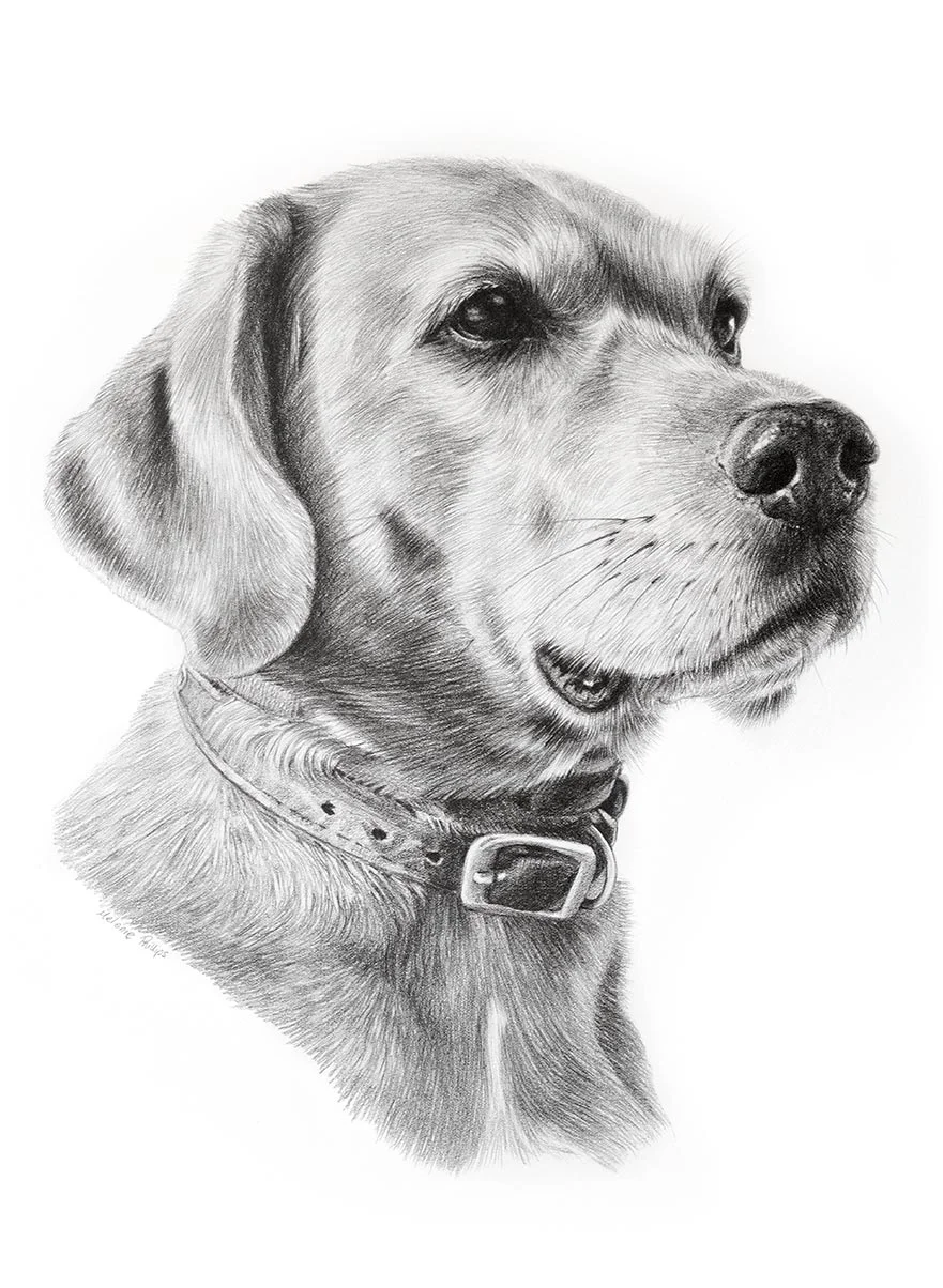 Pencil Portraits Reference Photos