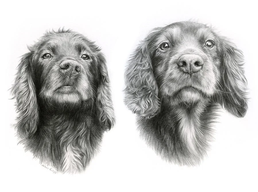 Spaniel Pet Portraits in Pencil