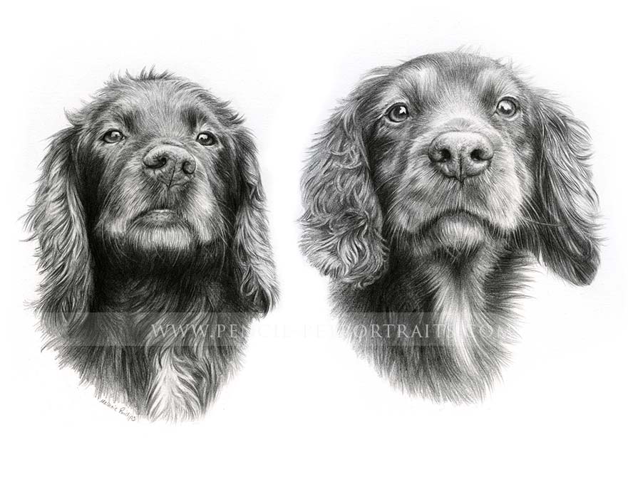 Spaniel Pencil Pet Portraits