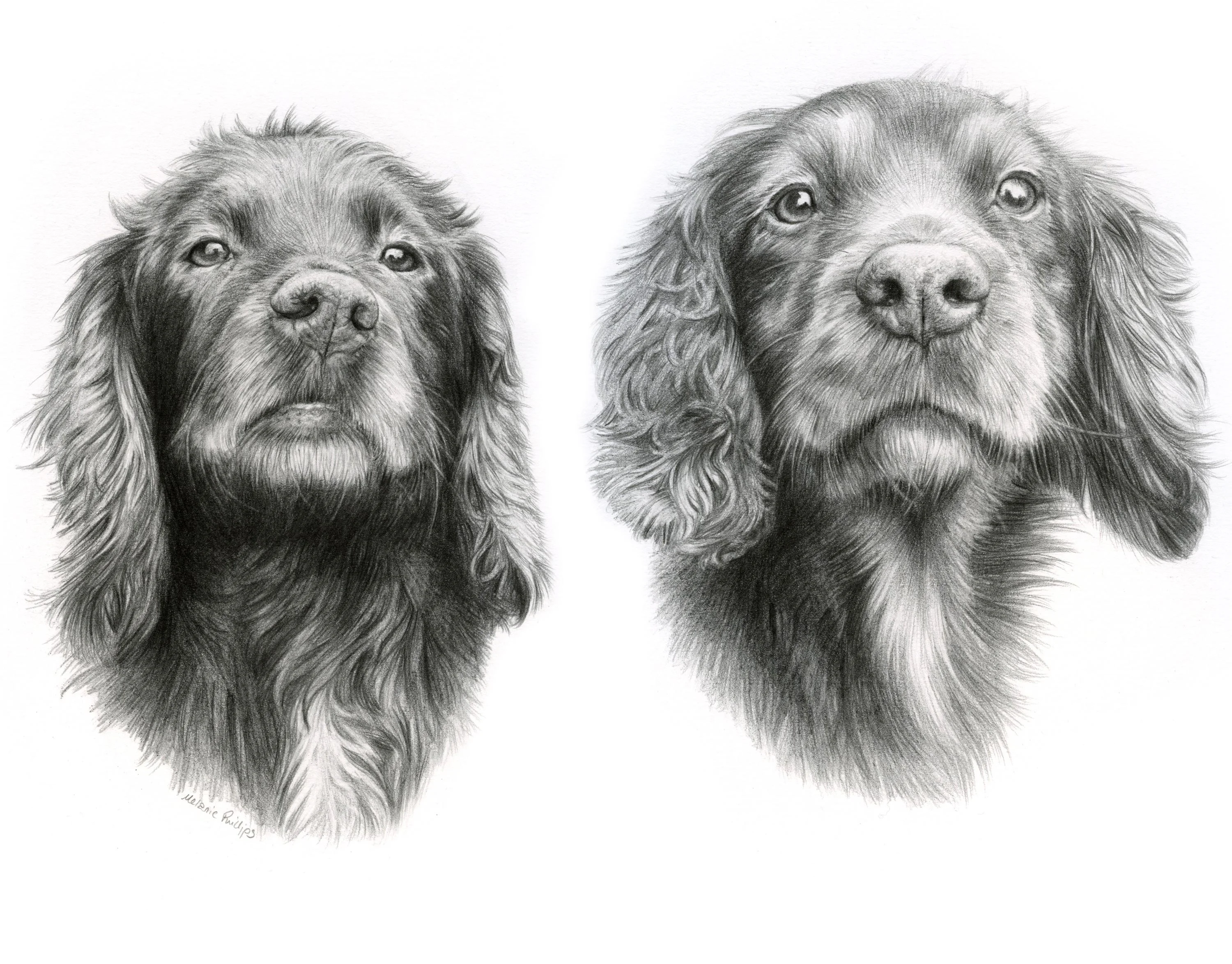Pencil Portraits Reference Photos