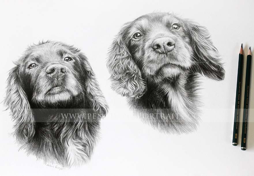 Spaniel Pencil Pet Portraits