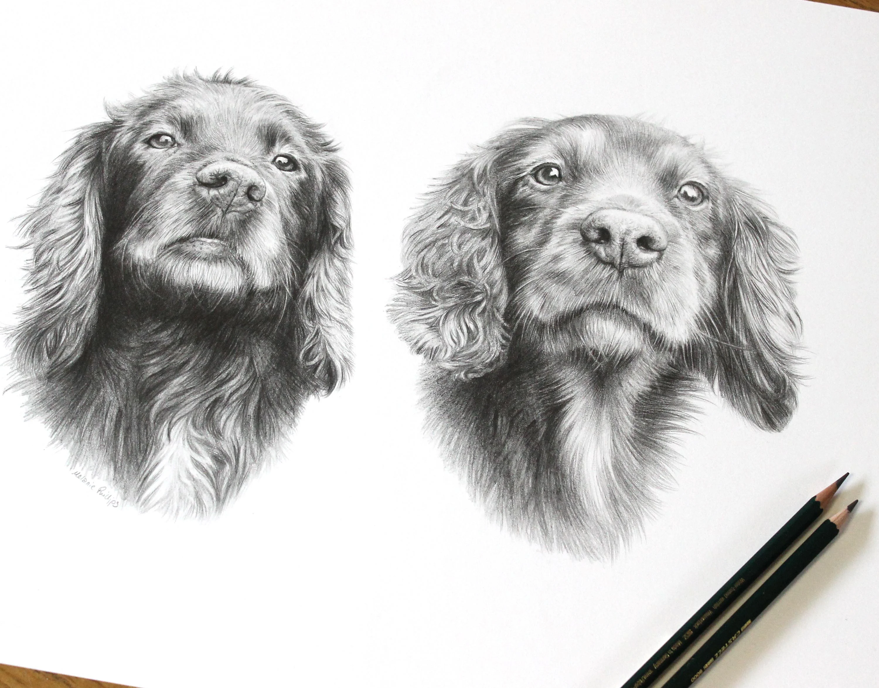 Spaniel Pencil Pet Portraits