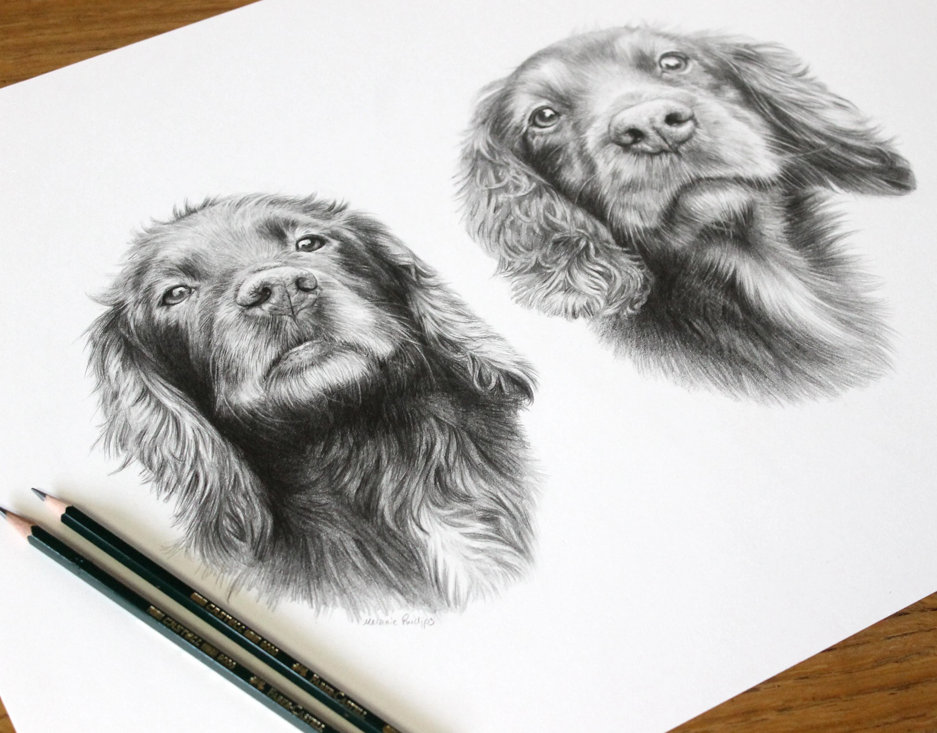 Spaniel Pencil Pet Portraits