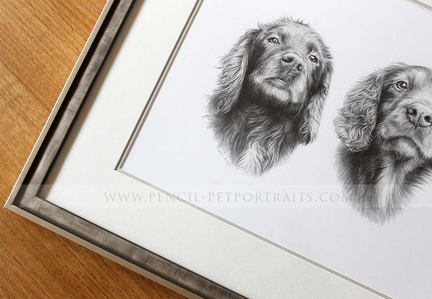 Spaniel Pencil Pet Portraits Framed