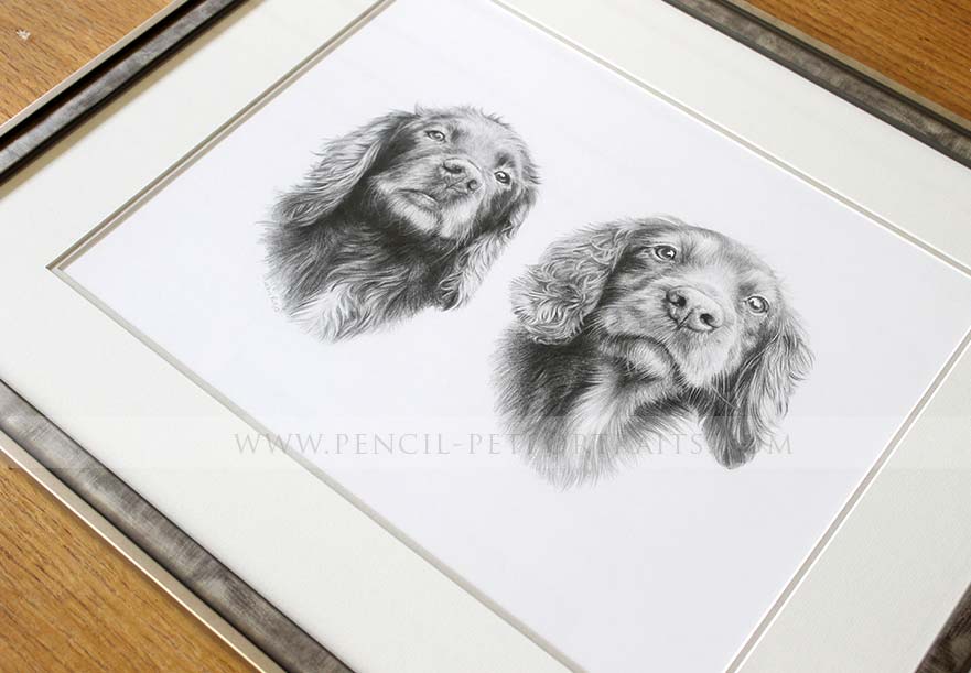 Spaniel Pencil Pet Portraits Framed