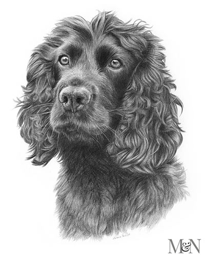 dog Portrait