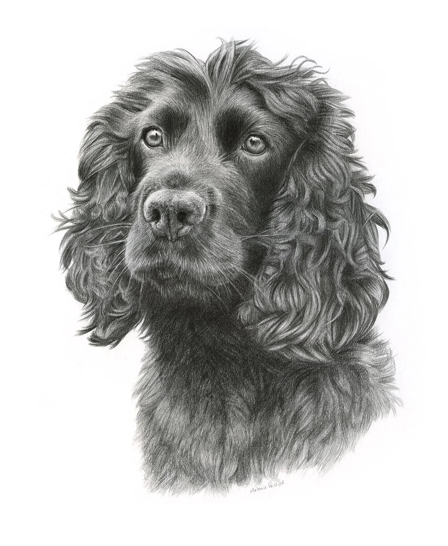 Spaniel Pet Portraits