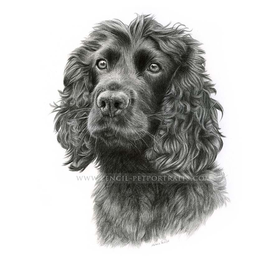 Spaniel Pet Portraits