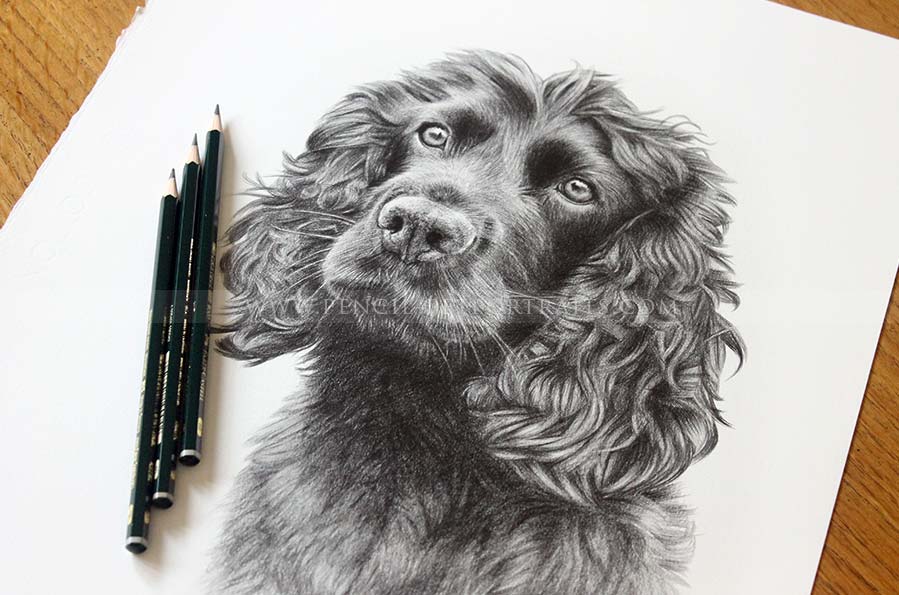 Spaniel Pencil  Portraits