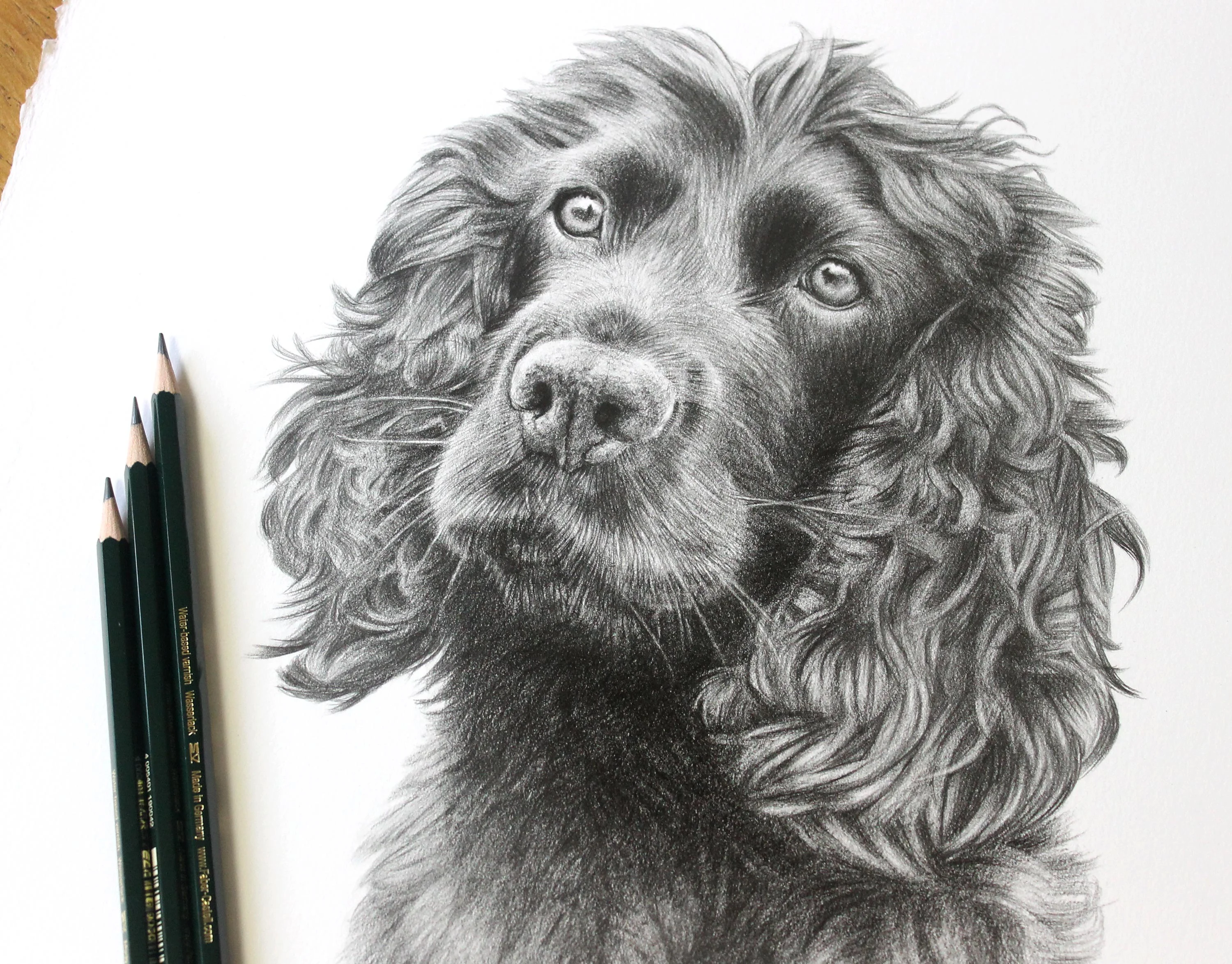 Spaniel Pencil Portraits