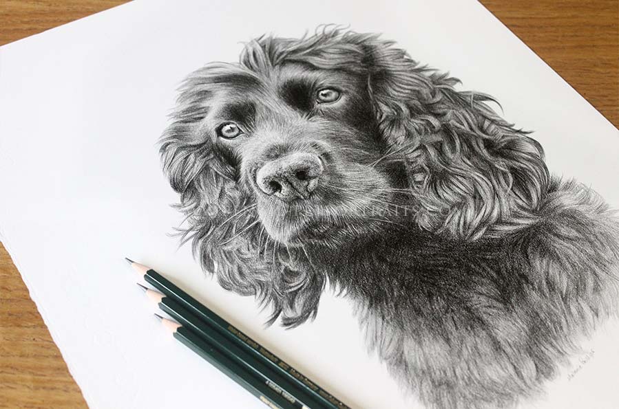 Spaniel Pencil Portraits
