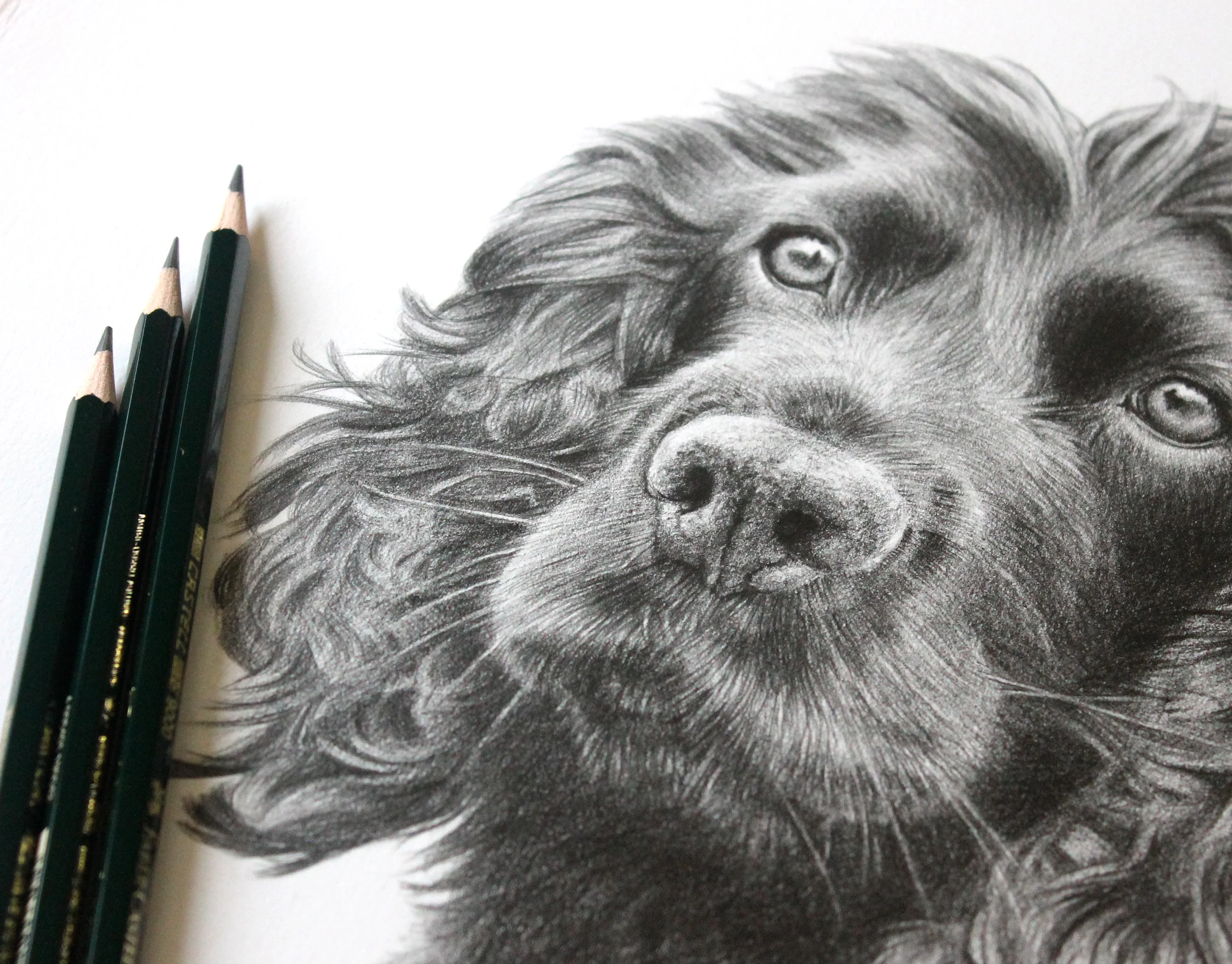 Spaniel Pencil Portraits
