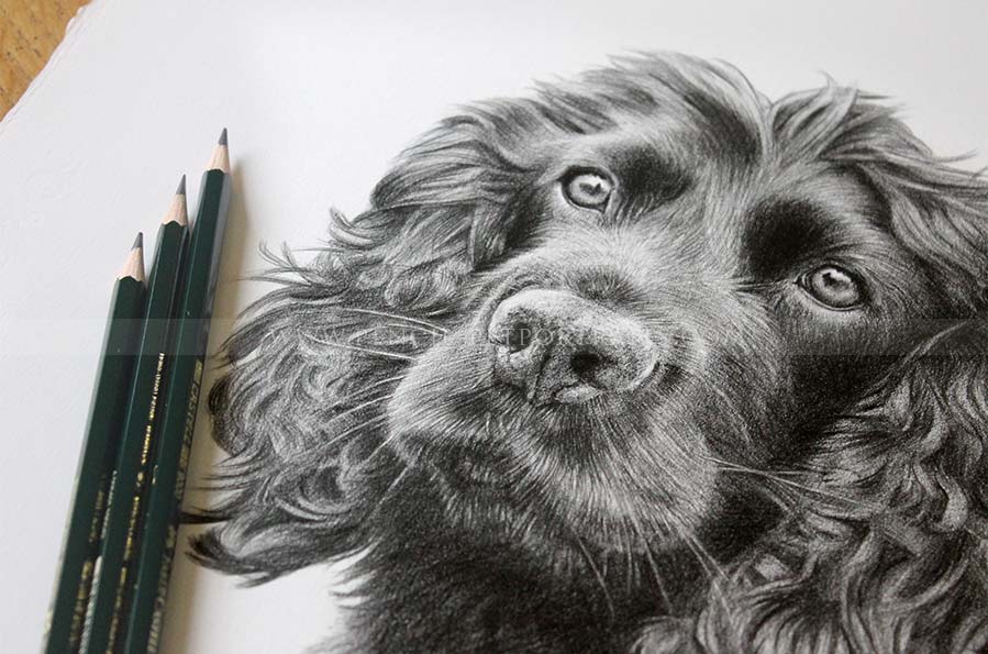 Spaniel Pencil  Portraits